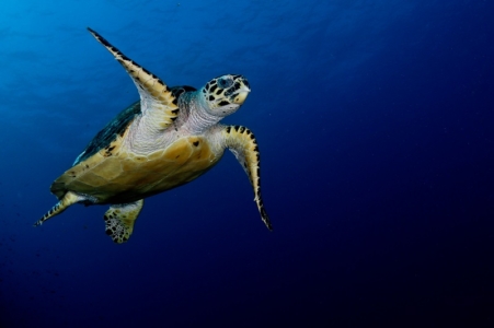 Komodo liveaboard dive sites - Batu Bolong