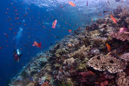 Komodo liveaboard dive sites - Batu Bolong