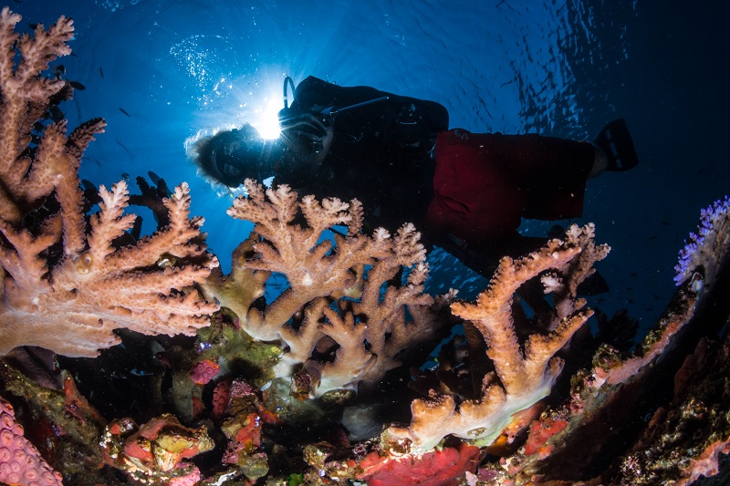 Komodo liveaboard dive sites - Batu Bolong