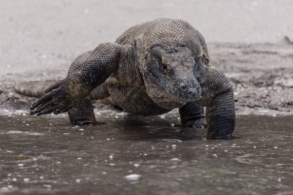 Diving in Komodo