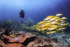 Dive Site Cannibal Rock in Komodo