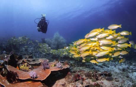 Dive Site Cannibal Rock