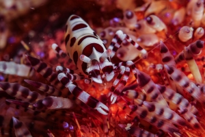 Coleman Shrimp in Komodo