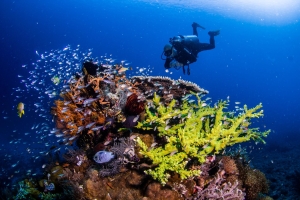 Diving in Komodo