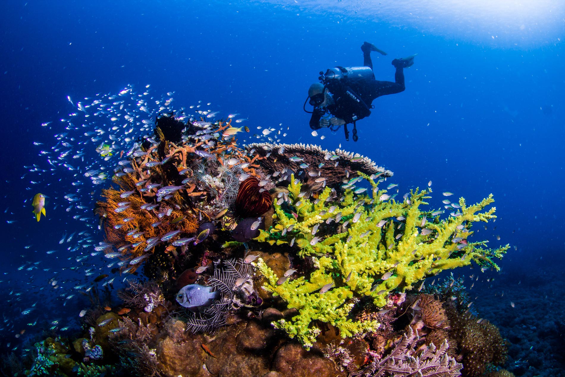 Korallen und Taucher in Komodo
