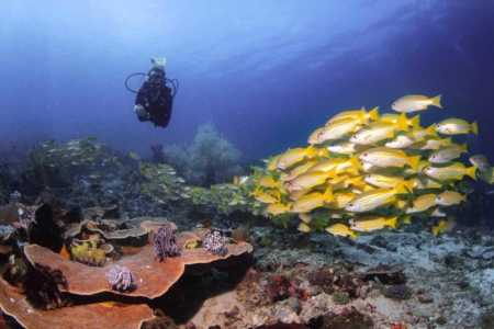 Dive Site Cannibal Rock in Komodo