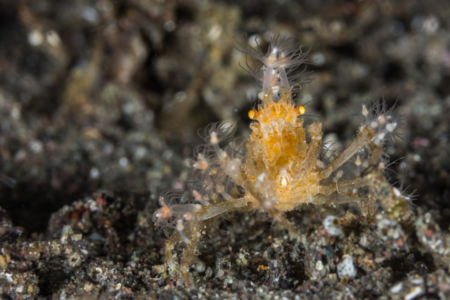 Decorator Crab