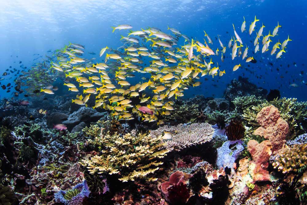 Komodo Dive Center Blog - Ghost Pipefish