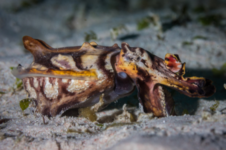 Flamboyant Cuttlefish