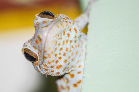 Gecko