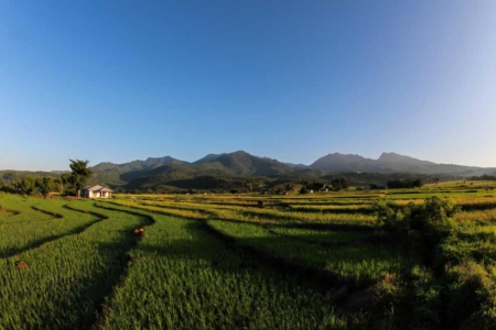 Rice Fields in Flores