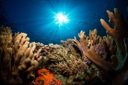 Coral reef in Komodo