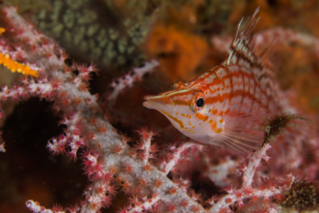 Longnose Hawkfish