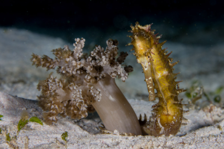 Seahorse
