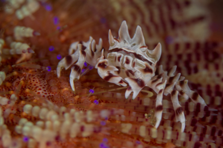 Zebra Crab