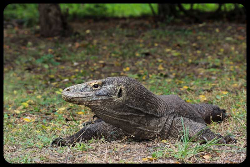 Komodo Dragon