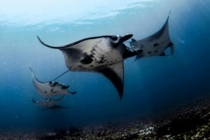 Manta rays at Dive Site Manta Point