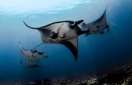 Manta train at Dive Site Manta Point