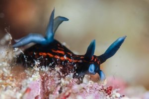 Nudibranch in Komodo