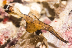 Robust Ghost Pipefish in Komodo