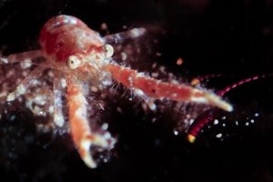 Squat Lobster