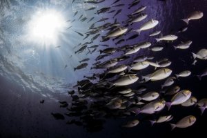 Surgeonfish in Komodo