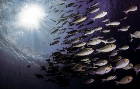 Surgeonfish in Komodo