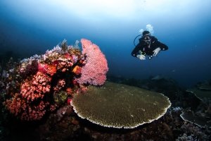 Dive Site Tatawa Kecil