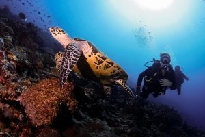 Schildkroete in Batu Bolong